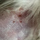 Vista de la picada al gos mort.