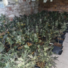 Una de les sales amb plantes de marihuana en una finca de Les Garrigues.