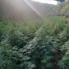 Algunes de les plantes de les 3.000 plantes de la  plantació de marihuana que Mossos d'Esquadra ha desmantellat a la Noguera.
