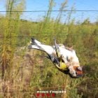 Un dels ocells capturats il·lícitament.