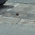 Rata vista ahir al passatge de Sant Jeroni.