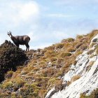Els preus dels trofeus de caça s’han disparat els últims tres anys al Pirineu de Lleida.