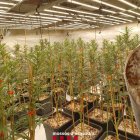 Imatge d’una de les plantacions desmantellades dilluns a Juncosa i la Floresta. - MOSSOS D’ESQUADRA