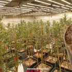 Imatge d’una de les plantacions desmantellades dilluns a Juncosa i la Floresta. - MOSSOS D’ESQUADRA