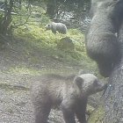 Una ossa i dos cadells fotografiats al setembre al Pirineu francès, a prop de la Val d’Aran. - OFFICE FRANÇAIS DE LA BIODIVERSITÉ