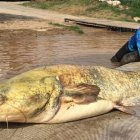 PESCA DE UN SILURO DE DOS METROS Y 100 KILOS EN EL RÍO EBRO