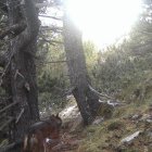 Imatge d’arxiu d’un llop a Alins el 2021. - PARC NATURAL DE L’ALT PIRINEU
