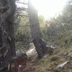 Imatge d’arxiu d’un llop a Alins el 2021. - PARC NATURAL DE L’ALT PIRINEU