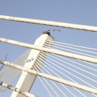 El pont de Príncep de Viana de Lleida.