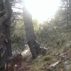 Imatge d’arxiu d’un llop a Alins el 2021.