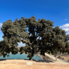 L’alzinar del Quelàs, a Miralcamp.