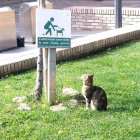 Un gat observa un cartell al centre de Binèfar. - AJUNTAMENT DE BINÈFAR