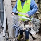 Roig, administrador de la finca, va rescatar la gata. - ÀLEX ROIG