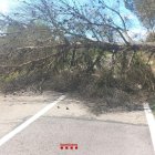 Un arbre caigut aquest dissabte a causa del vent