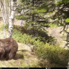 Imatge d’un exemplar d’os al Pirineu. - GENERALITAT