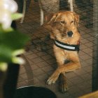Un perro en el Abbiocco Brunch.