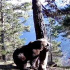 Nere, l’os més longeu, primera imatge d’un plantígrad aquest any / CONSELH GENERAU D'ARAN_AGENTS DE MIEI AMBIENT