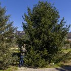 Un dels arbres apadrinats a l’Arborètum. - JORDI ECHEVARRIA