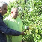 Jaume Gardeñes i Néstor Serra analitzen els danys en aquesta finca de pera blanquilla a Alcoletge. - MIARNAU