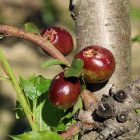 Nectarines en fase de creixement fetes malbé per la pedregada de dissabte