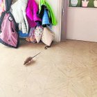 Queixes per una rata a l’interior de l’escola rural Arrels dels Alamús