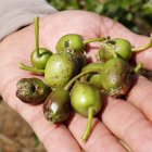 Pomes tocades per la pedregada en una finca de Bell-lloc d'Urgell.