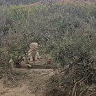 Els set cadells van ser trobats en una zona de muntanya propera a un séquia dimarts a Torres. - AMIGOS PELUDOS