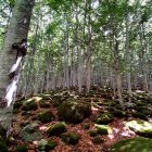 Un bosque en Vielha e Mijaran.