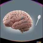 Esta imagen de portada muestra un cerebro humano con coloridas partículas de microplásticos esparcidas por su superficie, yuxtapuestas a una cuchara de plástico blanco como representación visual.