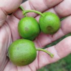 Fruita afectada per la pedregada del dilluns 19 de maig
