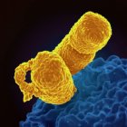 National Institute of Allergy and Infectious Diseases / Unsplash