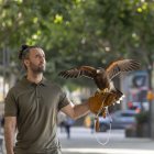 AGUILA HARRIS2