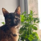 La gata va patir lesions a conseqüència dels trets.