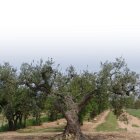 El Pallars atresora 6 espècies autòctones d’olivera amb uns olis gairebé medicinals