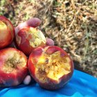 Fruita colpejada per la pedregada a la partida de Butsènit de Lleida.