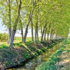 S’escolta la piuladissa d’ocells o el fregadís de les fulles quan bufa l’aire.