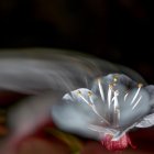 Metàfores. Imatge que capta la flor d’un arbre fruiter en el seu moment més exultant i representa la brevetat del moment.
