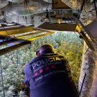 La plantació a l'interior d'un domicili de la Pobla de Cérvoles.