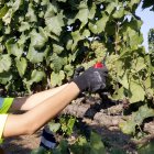 Una treballadora cull raïm al celler Raimat, al Segrià.