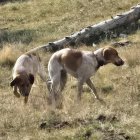 Dos gossos en llibertat a la muntanya de Tor. Un amb mal al coll.