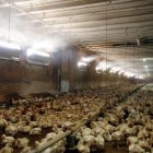Sistema d'humidificació en marxa en una granja de pollastres d'Artesa de Lleida, al Segrià.
