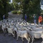 Imatge d’arxiu del trasllat d’un ramat d’ovelles per una canal pecuària al Pirineu de Lleida.