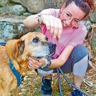 El Romeo és un dels gossos del refugi que està en adopció. - PROTECTORA D’ANIMALS REFUGI SEGARRA-CERVERA