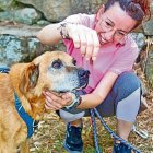 El Romeo és un dels gossos del refugi que està en adopció. - PROTECTORA D’ANIMALS REFUGI SEGARRA-CERVERA