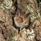 Exemplar de la nova espècie de ratpenat trobat al Parc Natural del Cadí-Moixeró.
