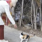 Una voluntària atén un gat d’una colònia felina a Guissona en una imatge d’arxiu.