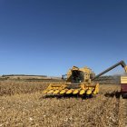 Inici de la collita de panís en una finca de Torregrossa. - ACN
