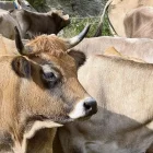 Diversos insectes pul·lulen pel cap d’una vedella d’engreix en una explotació ramadera. - ACN