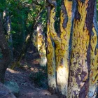 Bosc pintat de Poblet.