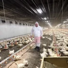 Néstor Serra, ahir a la seua granja de pollastres a Artesa de Lleida. - NÉSTOR SERRA